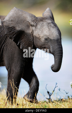 Bush africano Elefante africano (Loxodonta africana), Chobe National Park, Kasane, distretto nordoccidentale, Botswana Foto Stock