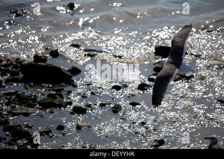 Lesser Black-backed Gull (Larus fuscus) in volo, Lisbona, Portogallo, Europa Foto Stock