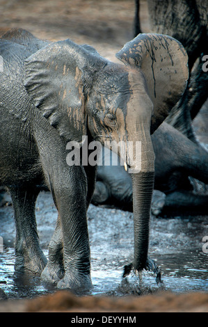 Bush africano Elefante africano (Loxodonta africana), di vitello, di Chobe National Park, Kasane, distretto nordoccidentale, Botswana Foto Stock