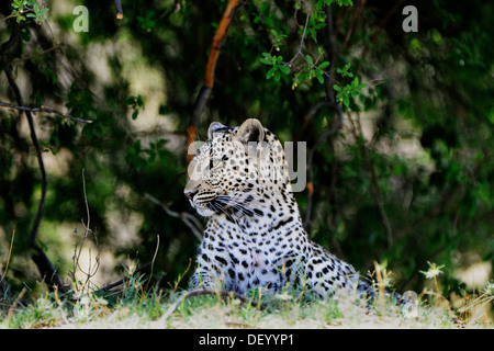 Leopard (Panthera pardus), Savuti, Chobe National Park, Botswana Foto Stock