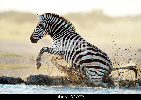 Pianure o Zebra Burchell's Zebra (Equus quagga, precedentemente Equus burchelli) a waterhole, Nxai Pan National Park, Botswana Foto Stock