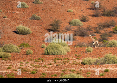 Giraffe (Giraffa camelopardalis), regione di Kunene, Namibia, Africa, maggio 2013 Foto Stock