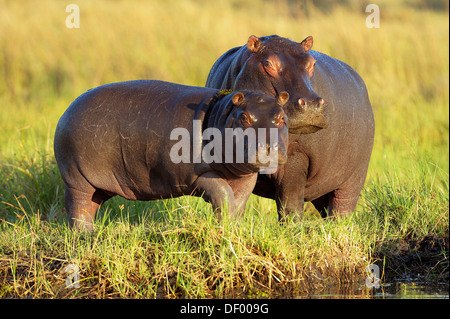 Ippopotami (Hippopotamus amphibius), Chobe National Park, Kasane, distretto nordoccidentale, Botswana Foto Stock