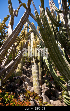 Giardino Esotico nel Principato di Monaco, Europa Foto Stock