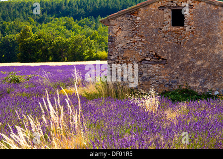 Vecchia capanna di pietra in un campo di fioritura di LAVANDA (Lavandula angustifolia), vicino St-Christol e Sault, Vaucluse Foto Stock