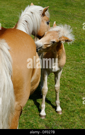 Un mare con un puledro, cavalli avelignesi al pascolo, vicino Raschoetz vicino a Ortisei o Ortisei Val Gardena valle o Foto Stock