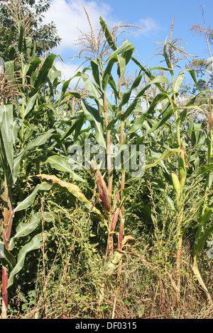 Alti stocchi di mais con fiocchi sulla parte superiore e alcune spighe colorate sui peduncoli Foto Stock