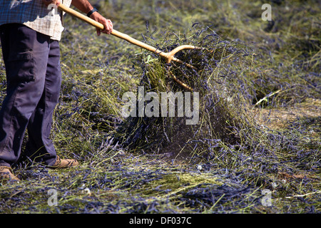 La raccolta di LAVANDA (Lavandula angustifolia), Vaucluse, Provence-Alpes-Côte d'Azur, in Francia meridionale, Francia, Europa Foto Stock