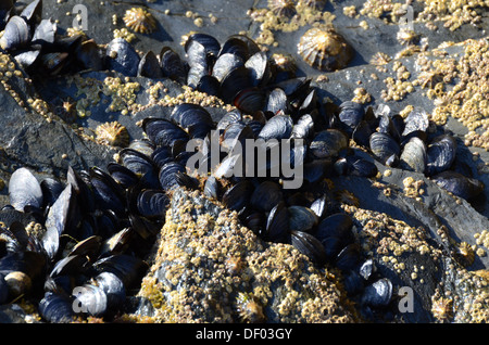 Molluschi vivi, cirripedi e patelle sul mare roccioso riva Cornovaglia Foto Stock