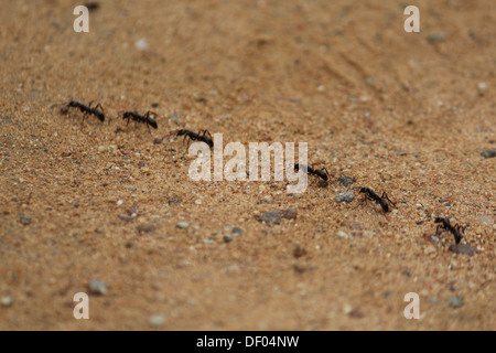 Una linea di formiche in marcia sulla sabbia Foto Stock