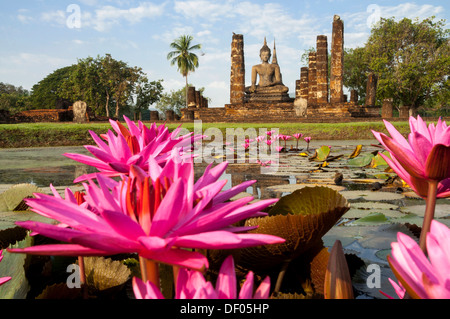 Red Water Lilies (Nymphaea rubra) in un stagno di fronte seduto statua del Buddha al Wat Mahathat tempio, Sukhothai Historical Park Foto Stock