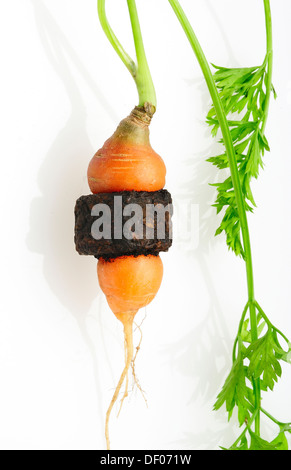 Giardino carote che è cresciuto attraverso il centro di un metallo arrugginito dado filettato. Foto Stock