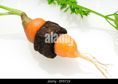Giardino carote che è cresciuto attraverso il centro di un metallo arrugginito dado filettato. Foto Stock
