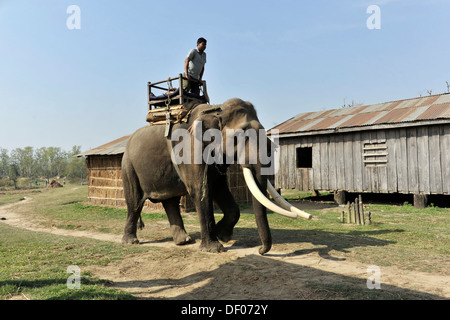 Elefante asiatico (Elephas maximus), nella formazione, Chitwan il parco nazionale, Nepal, Asia Foto Stock