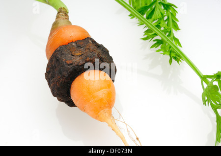 Giardino carote che è cresciuto attraverso il centro di un metallo arrugginito dado filettato. Foto Stock