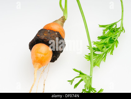 Giardino carote che è cresciuto attraverso il centro di un metallo arrugginito dado filettato. Foto Stock