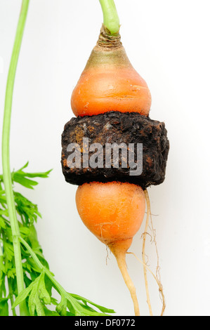 Giardino carote che è cresciuto attraverso il centro di un metallo arrugginito dado filettato. Foto Stock