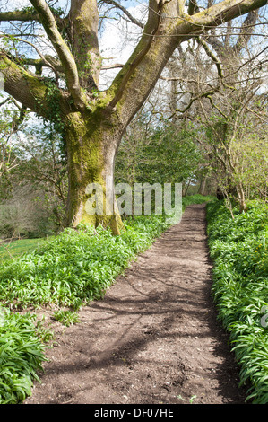 Paese soleggiato percorso in primavera con alberi di quercia ed estesi confini di Ramson (aglio selvatico). Foto Stock