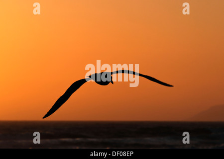 Seagull nella luce della sera, la spiaggia di Morro Bay, Oceano Pacifico, California, USA, America del Nord Foto Stock