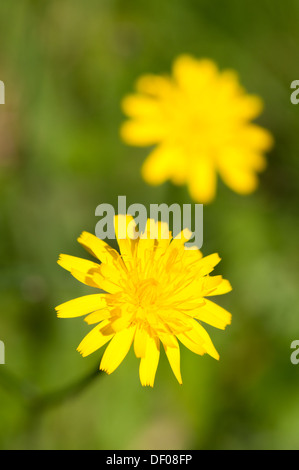 Close-up di testa del fiore giallo testa del membro della famiglia Compositae Foto Stock