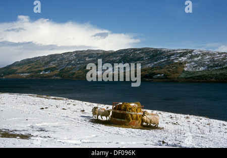 Loch Ness Scozia pecora mangia fieno nella neve Foto Stock