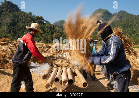 Gli uomini dal Shan o Thai Yai minoranza etnica sono la trebbiatura del riso, il lavoro sul campo, Soppong o Pang Mapha area, Thailandia del Nord Foto Stock