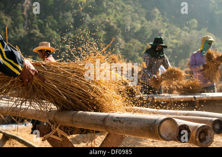 Gli uomini dal Shan o Thai Yai minoranza etnica sono la trebbiatura del riso, il lavoro sul campo, Soppong o Pang Mapha area, Thailandia del Nord Foto Stock