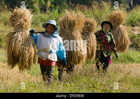 Le donne dal Shan o Thai Yai minoranza etnica che trasportano paglia o fieno, lavoro nel campo, il raccolto di riso paddy Foto Stock