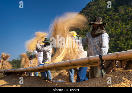 Gli uomini dal Shan o Thai Yai minoranza etnica sono la trebbiatura del riso, il lavoro sul campo, Soppong o Pang Mapha area, Thailandia del Nord Foto Stock