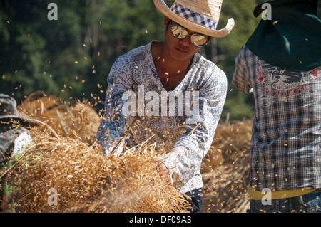 L uomo dalla Shan o Thai Yai minoranza etnica la trebbiatura del riso, il lavoro sul campo, di riso paddy, Soppong o Pang Mapha area Foto Stock