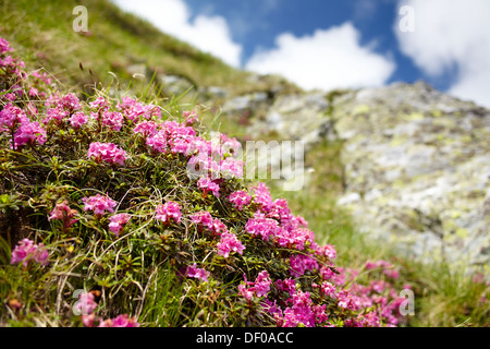 Paesaggio con fiori di montagna in un giorno di estate Foto Stock