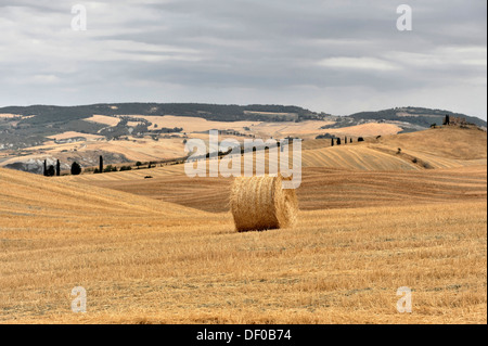 Di una balla di paglia, raccolte di campi di grano, paesaggio vicino a Radicofani e il Monte Amiata, provincia di Siena e Grosseto, Toscana Foto Stock