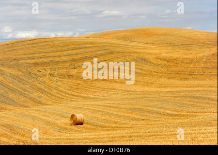 Di una balla di paglia, raccolte di campi di grano, paesaggio vicino a Radicofani e il Monte Amiata, provincia di Siena e Grosseto, Toscana Foto Stock