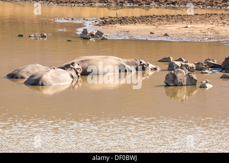 Una piccola famiglia di ippopotami dorme sulle rive di un piccolo lago presso il Parco Nazionale di Pilanesberg in Sud Africa Foto Stock