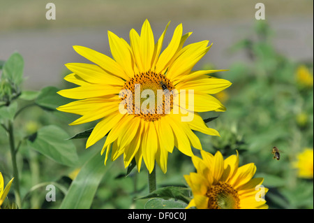 Girasole (Helianthus annuus), campo di girasole, Schwaebisch Gmuend, Baden-Wuerttemberg Foto Stock