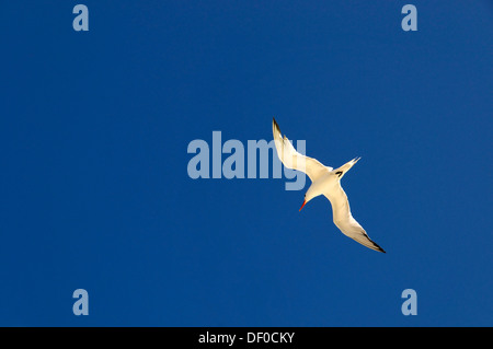 Seagull in volo, Playa Pilar, Caya coco, Costa Nord, Cuba, Antille Maggiori, Caraibi, America Centrale, America Foto Stock