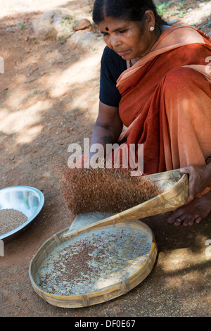 Rurale villaggio indiano donna setacciatura di miglio di dito seme / Ragi semi prima della macinatura per rendere Ragi farina. Andhra Pradesh. India Foto Stock