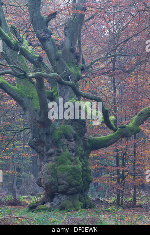 Vecchio faggio, Hudebuche, (Fagus sylvatica), Tinner Loh, regione di Emsland, Bassa Sassonia Foto Stock