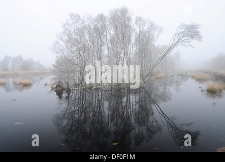 Swamp area di rigenerazione nella nebbia, Tausendschrittmoor, Haren, regione di Emsland, Bassa Sassonia Foto Stock