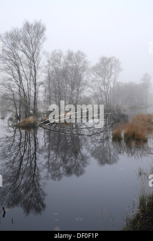 Swamp area di rigenerazione nella nebbia, Tausendschrittmoor, Haren, regione di Emsland, Bassa Sassonia Foto Stock