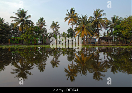 Palme riflessa nelle backwaters vicino a Kumarakom Kerala, India, Asia Foto Stock