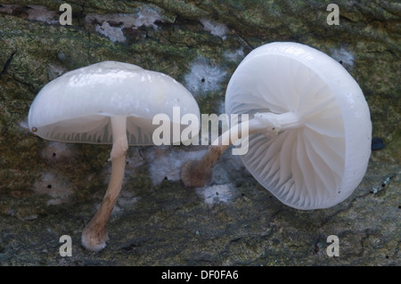 La porcellana di funghi (Oudemansiella mucida), Tinner Dose-Sprakeler Heide riserva naturale, Haren, Emsland, Bassa Sassonia Foto Stock