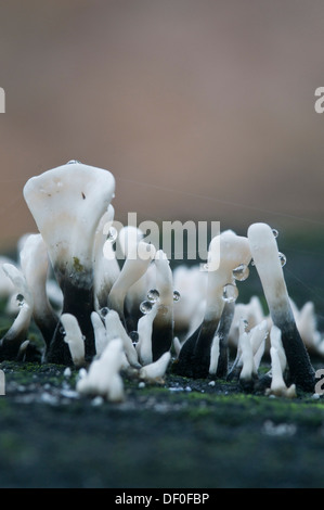 Candelabro del fungo o corna di carbonio (Xylaria hypoxylum), Tinner Loh, Haren, Emsland, Bassa Sassonia Foto Stock