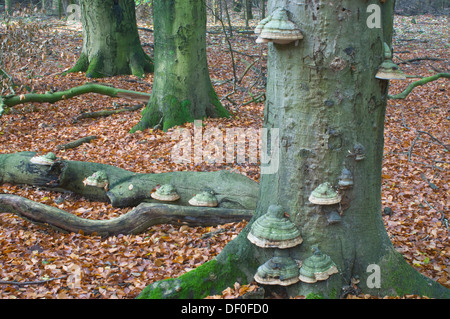 Tinder fungo (Fomes fomentarius) europeo di faggio, Tinner Loh, Haren, Emsland, Bassa Sassonia Foto Stock