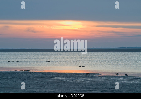 Tramonto sul mare di Wadden, Langeoog, Est Isole Frisone, Frisia orientale, Bassa Sassonia, Germania Foto Stock