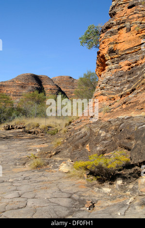 Parco Nazionale di Purmululu, pasticciare Bungles, Piccaninny Creek Walk, Purmululu Nationalpark Kimberley Plateau, Australia occidentale Foto Stock