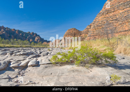 Parco Nazionale di Purmululu, pasticciare Bungles, Piccaninny Creek Walk, Purmululu Nationalpark Kimberley Plateau, Australia occidentale Foto Stock