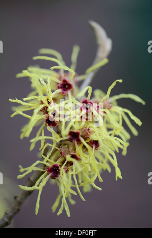 Amamelide (Hamamelis mollis "Pallida'), Haren, Emsland, Bassa Sassonia, Germania Foto Stock