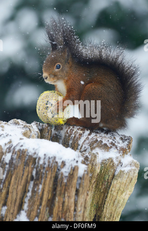 Scoiattolo (Sciurus vulgaris) seduti su un ceppo di albero nella neve con un uccello semi sfera, Haren, Emsland, Bassa Sassonia, Germania Foto Stock