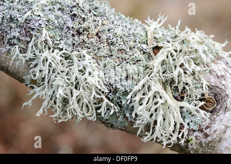 Muschio di quercia (Evernia prunastri) e licheni (Cetraria chlorophylla), su una betulla, San Peter-Ording, Frisia settentrionale Foto Stock